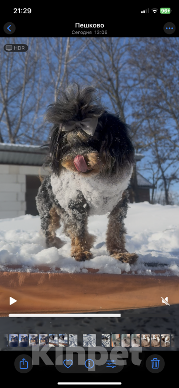 Собаки в Москве: Мальтипу мерле подрощенный мальчик  Мальчик, 100 000 руб. - фото 5