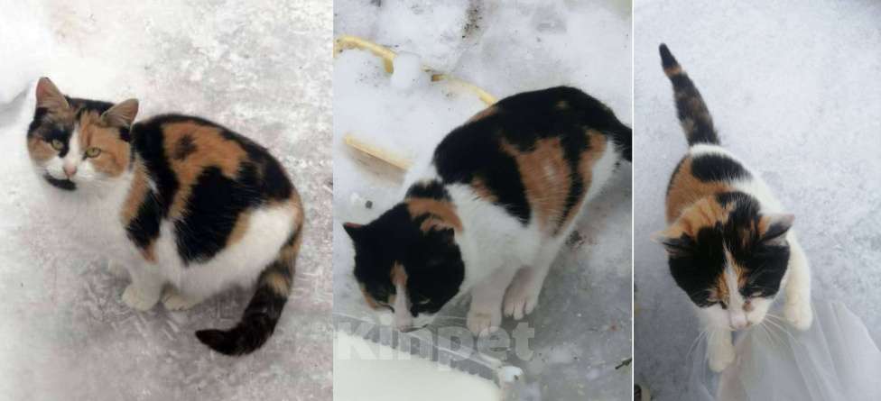 Кошки в Москве: Три трехцветных котенка ищут дом Девочка, 1 руб. - фото 2