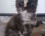 Кошки в Санкт-Петербурге: Мейн-кун котята Девочка, 12 000 руб. - фото 2