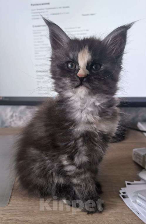 Кошки в Санкт-Петербурге: Мейн-кун котята Девочка, 12 000 руб. - фото 2