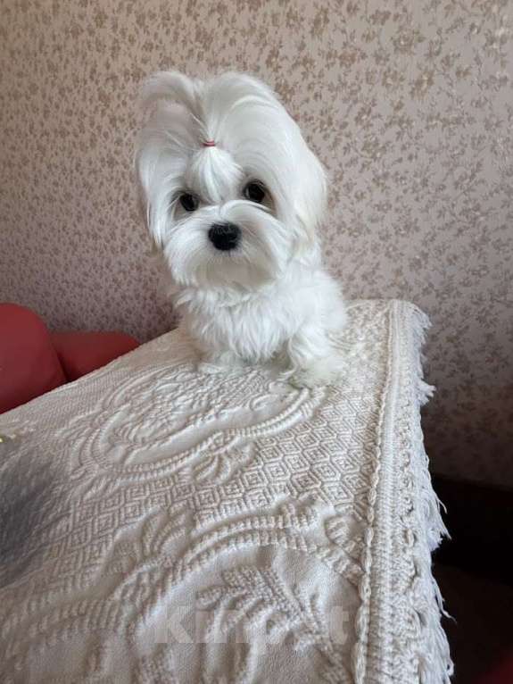Собаки в Екатеринбурге: Мальтезе . Девочка . Девочка, Бесплатно - фото 6