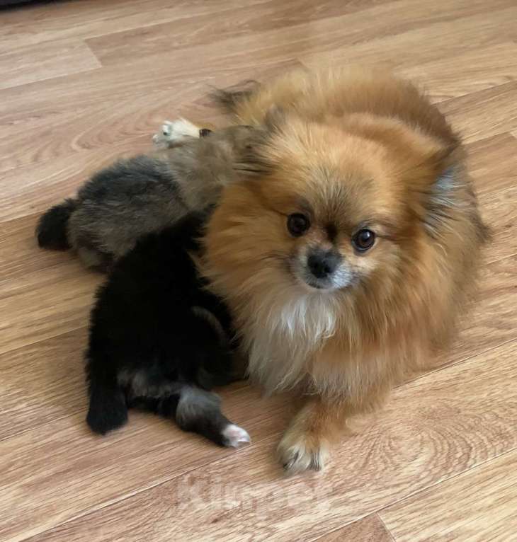 Собаки в Москве: Мальчик шпица  Мальчик, 30 000 руб. - фото 2