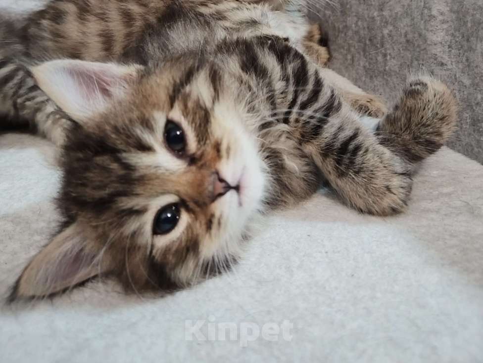 Кошки в Омске: Породистый сибирский котёнок Мия  Девочка, 10 000 руб. - фото 2