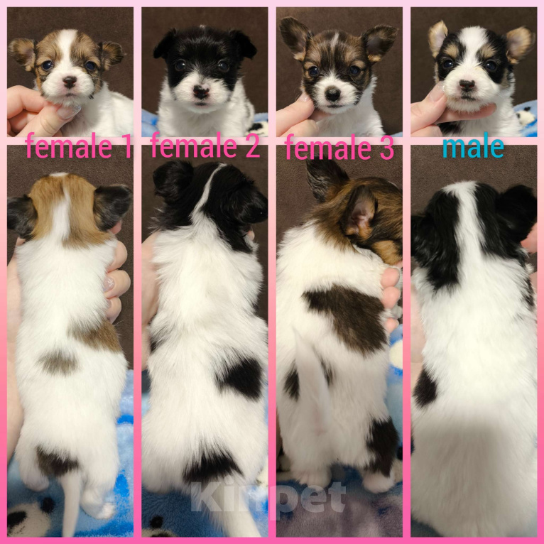 Собаки в Москве: Папийон девочка триколор Девочка, 58 000 руб. - фото 5