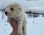 Собаки в Ликино-Дулево: Щенки алабая Мальчик, 15 000 руб. - фото 6