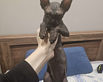 Кошки в Новороссийске: Канадский сфинкс котенок Девочка, 6 000 руб. - фото 4