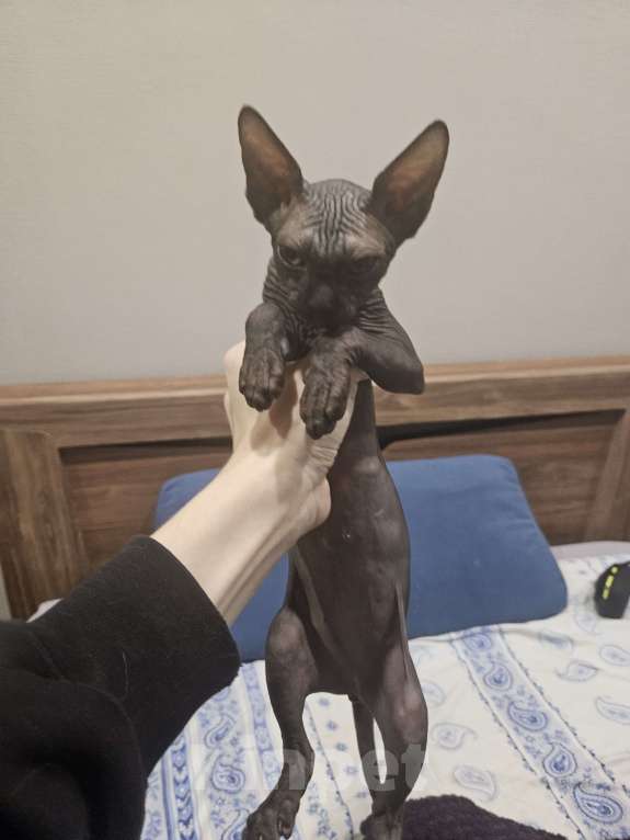 Кошки в Новороссийске: Канадский сфинкс котенок Девочка, 6 000 руб. - фото 4