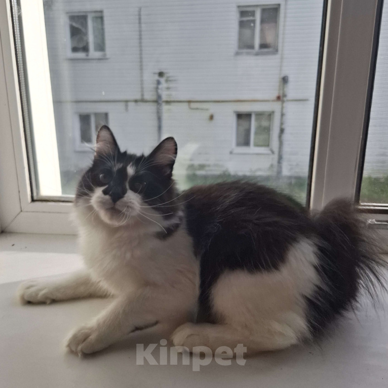 Кошки в Москве: Котик Гром Мальчик, 27 000 руб. - фото 3