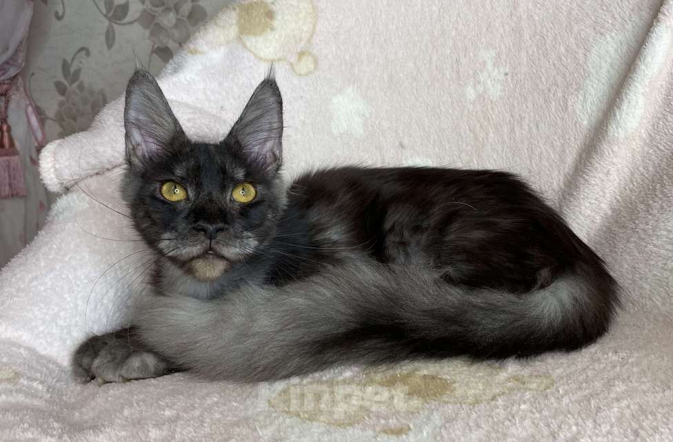 Кошки в Дмитрове: Черная дымчатая девочка мейн кун Marfa Девочка, 10 000 руб. - фото 2