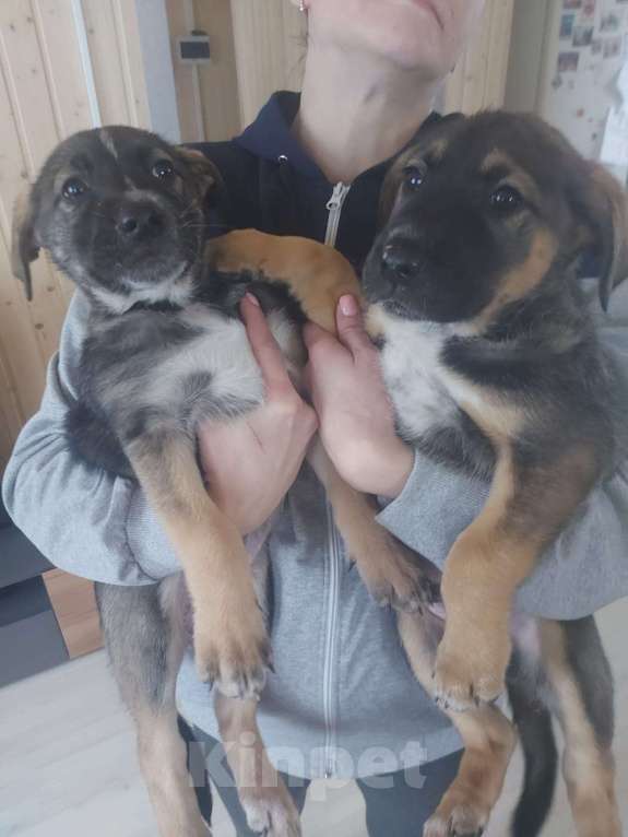 Собаки в других городах Ленинградской области: Девочка  Девочка, Бесплатно - фото 2