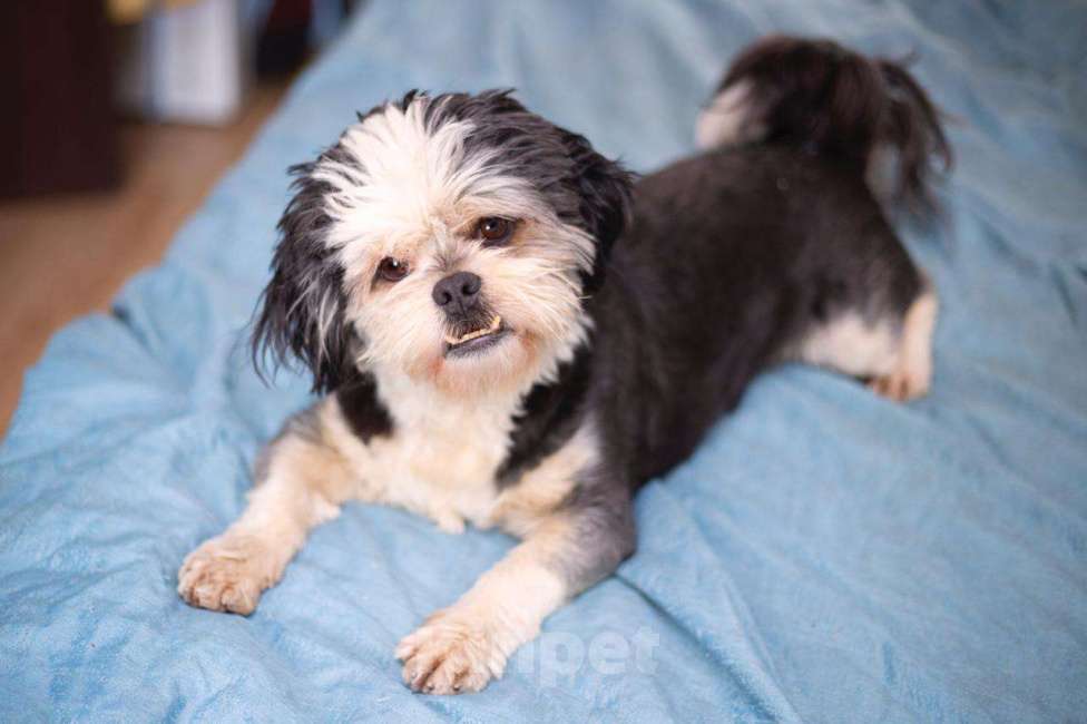 Собаки в Москве: Ши-тцу Шарик в добрые руки Мальчик, 1 руб. - фото 5