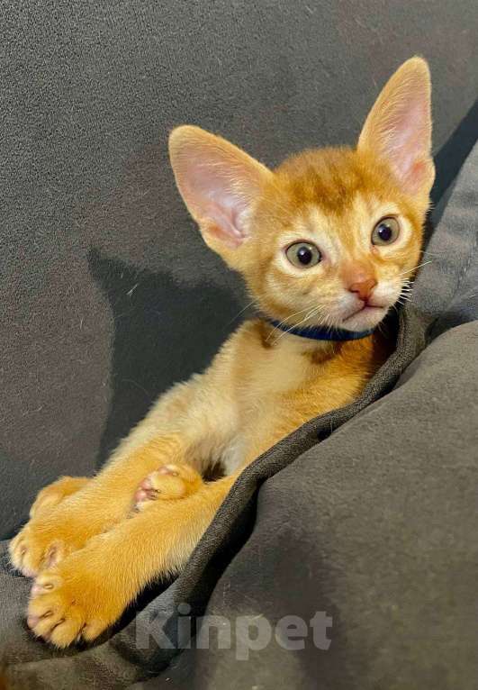 Кошки в других городах Московской области: 🐾 Продаётся абиссинский котёнок — окрас сорель 🐾 Мальчик, 60 000 руб. - фото 2