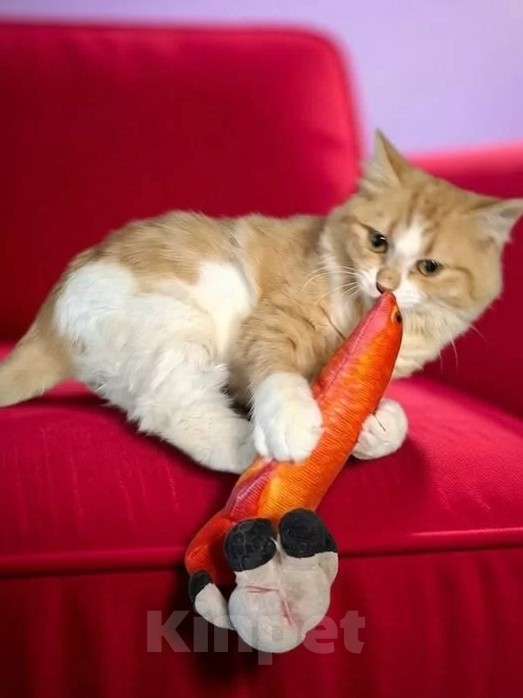 Кошки в Санкт-Петербурге: Очаровательная малышка для души Девочка, Бесплатно - фото 2