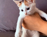 Кошки в Люберцах: Котята Ляля и Лёля срочный поиск ручек Девочка, Бесплатно - фото 2