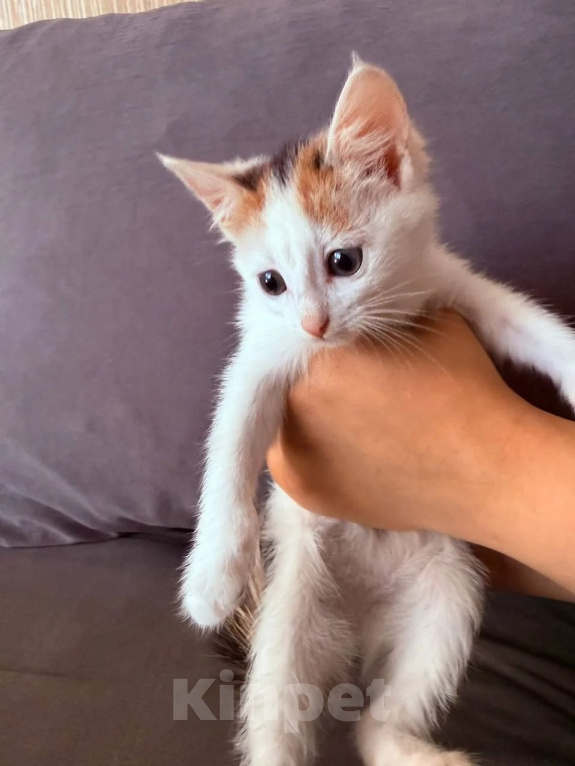 Кошки в Люберцах: Котята Ляля и Лёля срочный поиск ручек Девочка, Бесплатно - фото 2