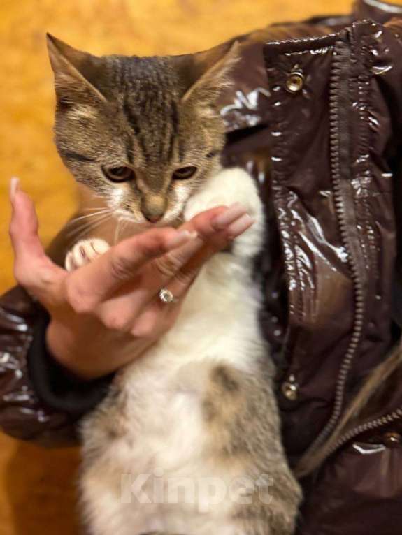 Кошки в Москве: Ласковый котенок Бантик ищет дом! Мальчик, Бесплатно - фото 3