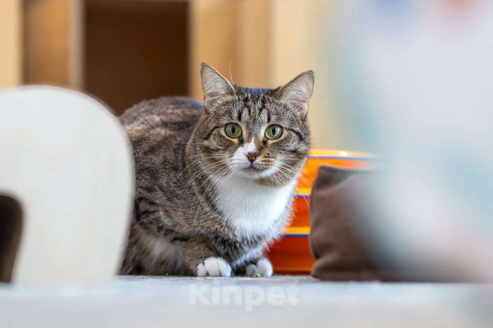 Кошки в Москве: Кошка Мортиша в добрые руки Девочка, Бесплатно - фото 2