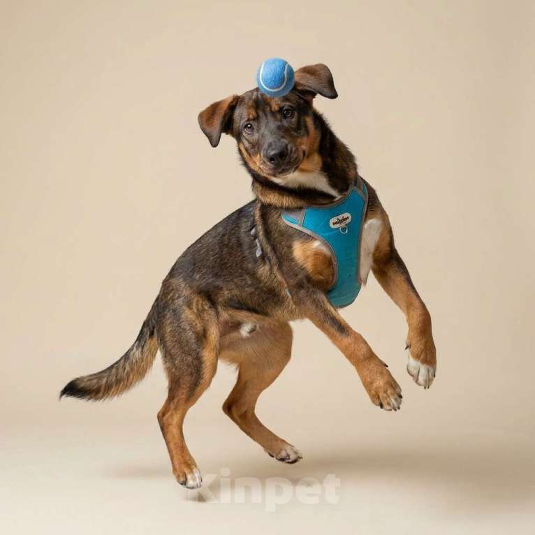 Собаки в Москве: щенок Боба в добрые руки Мальчик, Бесплатно - фото 5