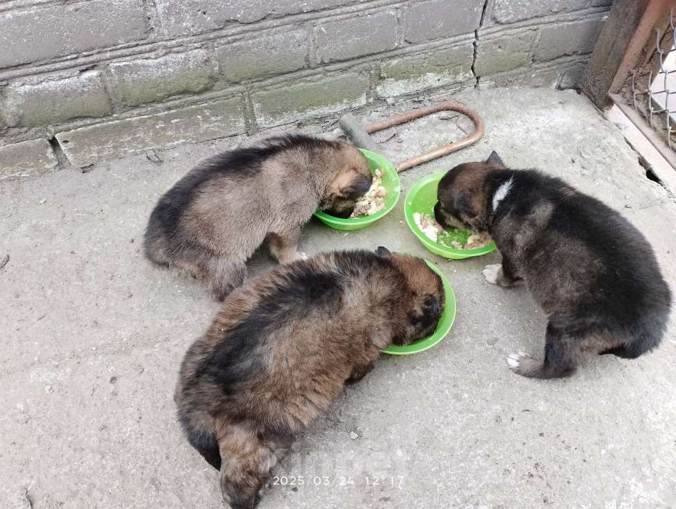 Собаки в Санкт-Петербурге: Макс Мальчик, 10 руб. - фото 5