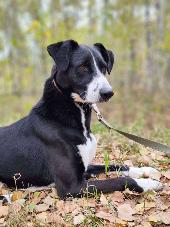Собаки в Москве: Поляк  Мальчик, Бесплатно - фото 6