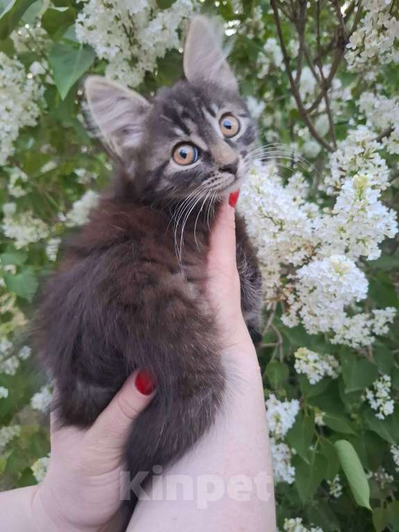 Кошки в Москве: Пушистый котёнок в добрые руки Девочка, Бесплатно - фото 2
