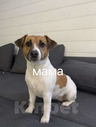 Собаки в Архангельске: Джек -Рассел -Терьер Мальчик, Бесплатно - фото 3