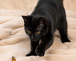 Кошки в Москве: Два брата. Две судьбы. Одна мечта о доме. Мальчик, Бесплатно - фото 8