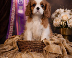 Собаки в Электростали: Продается нежная девочка кавалер кинг чарльз спаниеля Девочка, 180 000 руб. - фото 1