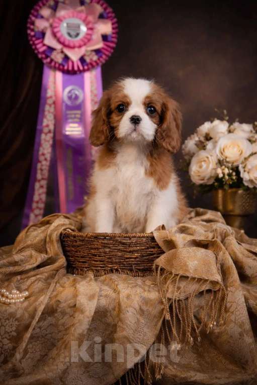 Собаки в Электростали: Продается нежная девочка кавалер кинг чарльз спаниеля Девочка, 180 000 руб. - фото 1