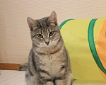 Кошки в Москве: Скромница Зита Девочка, Бесплатно - фото 3