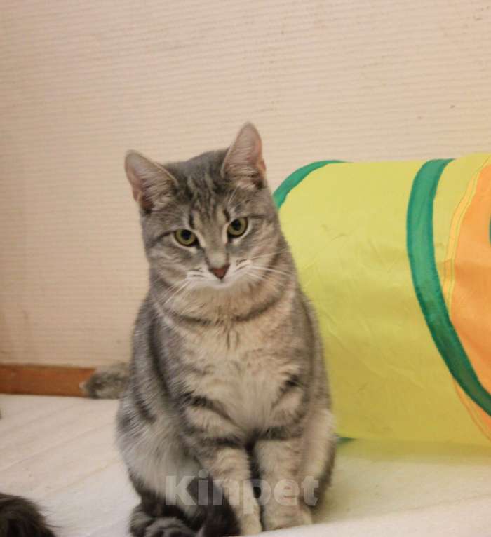 Кошки в Москве: Скромница Зита Девочка, Бесплатно - фото 3