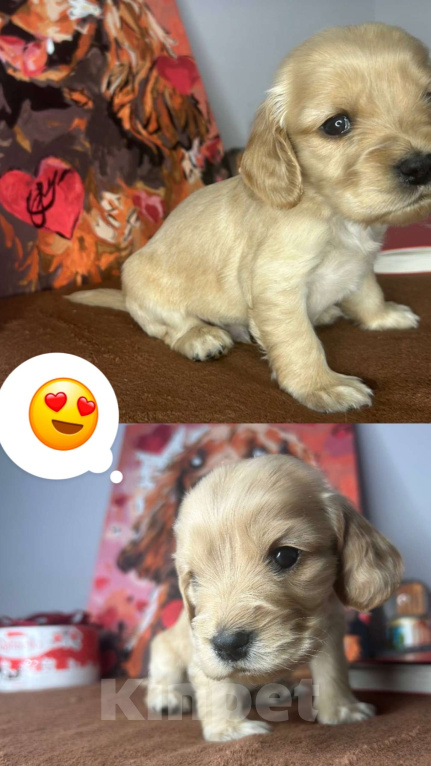 Собаки в Москве: Щенок английского кокер спаниеля (мальчик) Мальчик, 45 000 руб. - фото 2