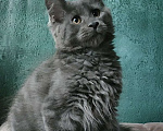 Кошки в Санкт-Петербурге: Мейн-кун котята от Чемпионов  Мальчик, 70 000 руб. - фото 3