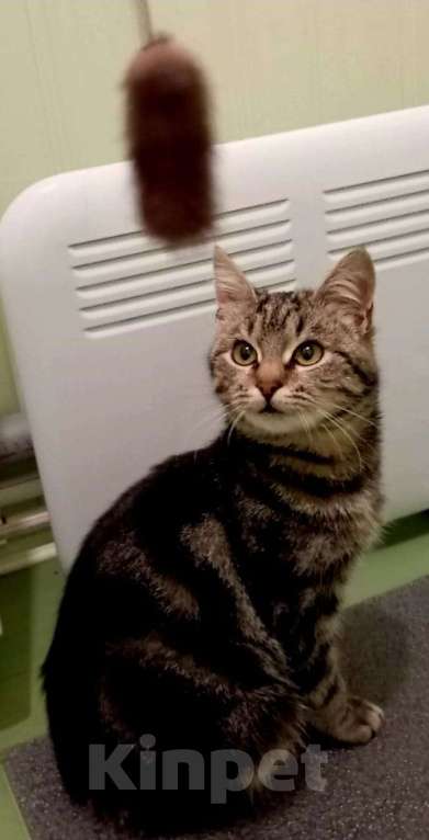 Кошки в Санкт-Петербурге: Шикарный котёнок ищет дом. Мальчик, Бесплатно - фото 2