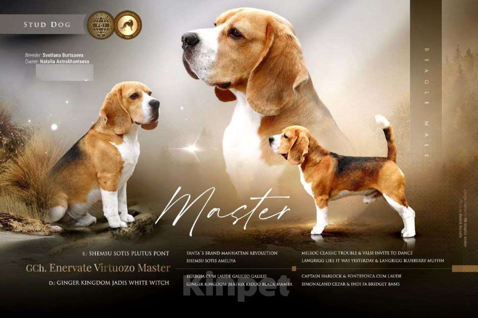 Собаки в Чите: Красная лента Мальчик, 50 000 руб. - фото 3