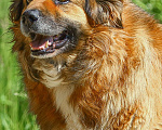 Собаки в Москве: Буран, просто самый классный в мире пес Мальчик, Бесплатно - фото 2