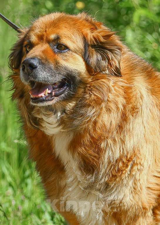 Собаки в Москве: Буран, просто самый классный в мире пес Мальчик, Бесплатно - фото 2