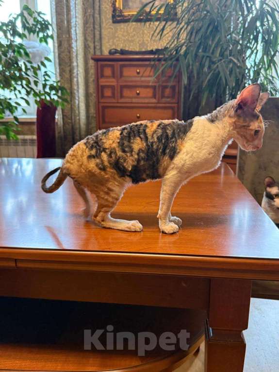 Кошки в Санкт-Петербурге: Корниш -рекс  Девочка, 45 000 руб. - фото 3