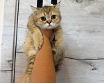 Кошки в Ижевске: Шотландские котята Мальчик, 10 000 руб. - фото 2