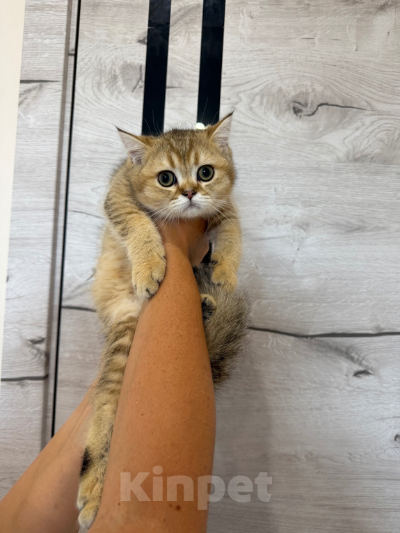 Кошки в Ижевске: Шотландские котята Мальчик, 10 000 руб. - фото 2