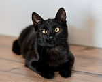 Кошки в Москве: Милые чёрные котята в добрые руки Мальчик, 1 руб. - фото 3