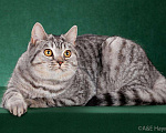 Кошки в Воронеже: Шотландский котик продается, 1 руб. - фото 1
