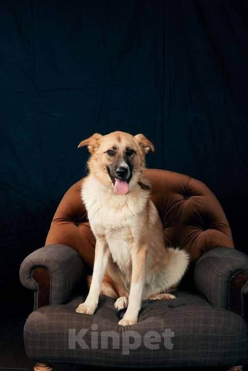 Собаки в Москве: Расти Мальчик, Бесплатно - фото 5