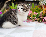Кошки в Балашихе: Кошечка - девочка от домашней сибирской кошки. Отец вислоухий шотландец. Девочка, 7 000 руб. - фото 2