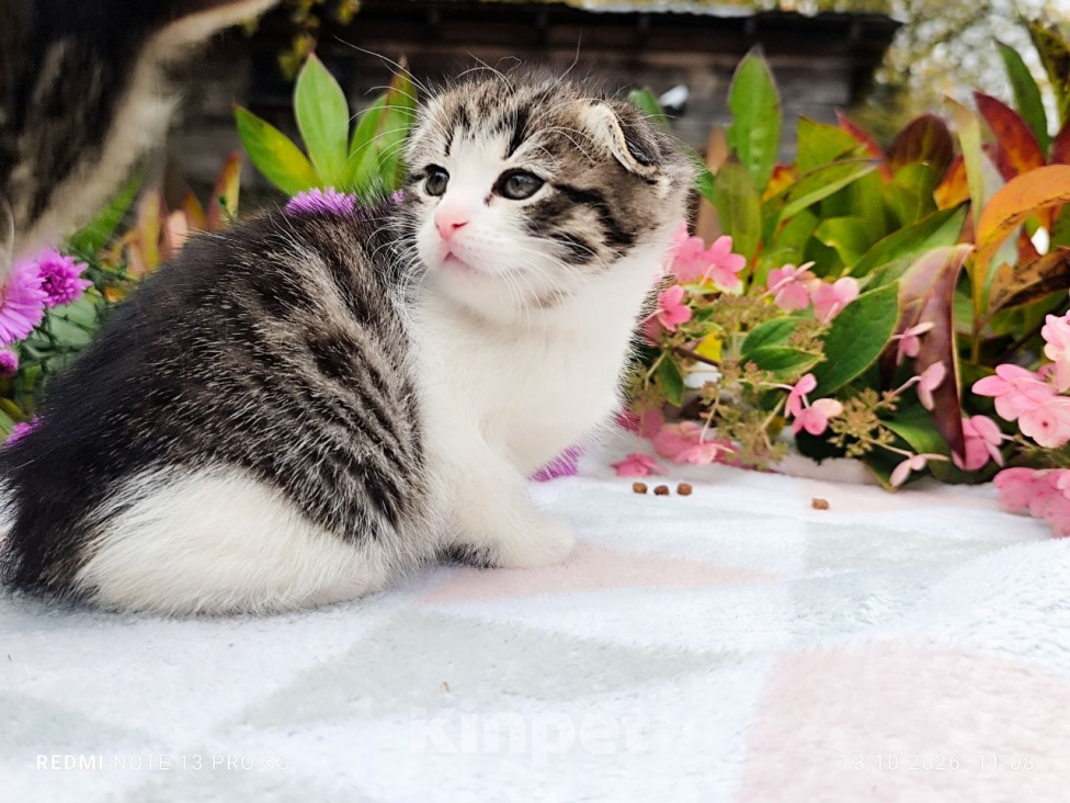 Кошки в Балашихе: Кошечка - девочка от домашней сибирской кошки. Отец вислоухий шотландец. Девочка, 7 000 руб. - фото 2