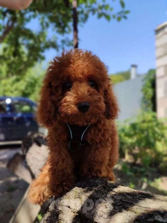 Собаки в Таганроге: Продам щенка той пуделя .Ред Браун. Мальчик, 40 000 руб. - фото 6