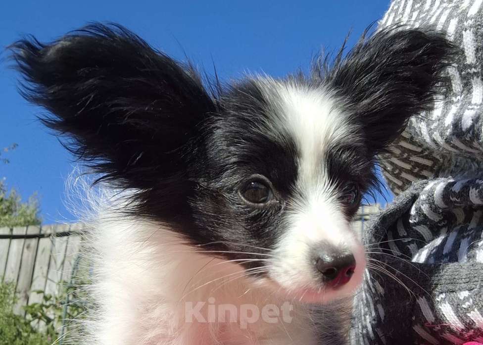 Собаки в Москве: Мальчик папийон  Мальчик, 60 000 руб. - фото 4