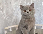 Кошки в Санкт-Петербурге: Британский котенок Мальчик, Бесплатно - фото 2