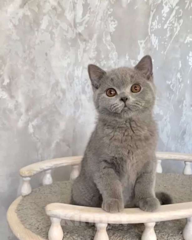 Кошки в Санкт-Петербурге: Британский котенок Мальчик, Бесплатно - фото 2