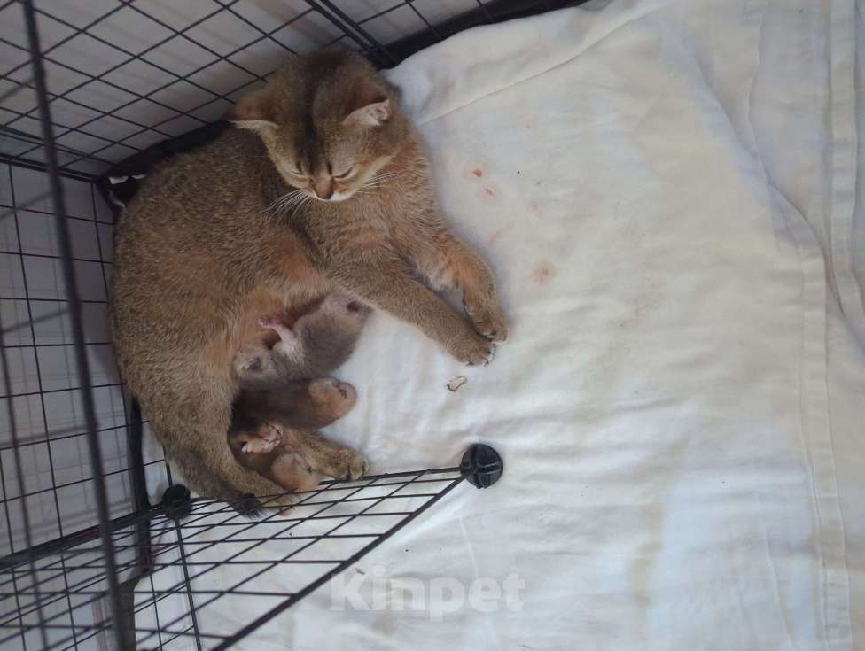 Кошки в Подольске: Бронь на котят Девочка, Бесплатно - фото 1